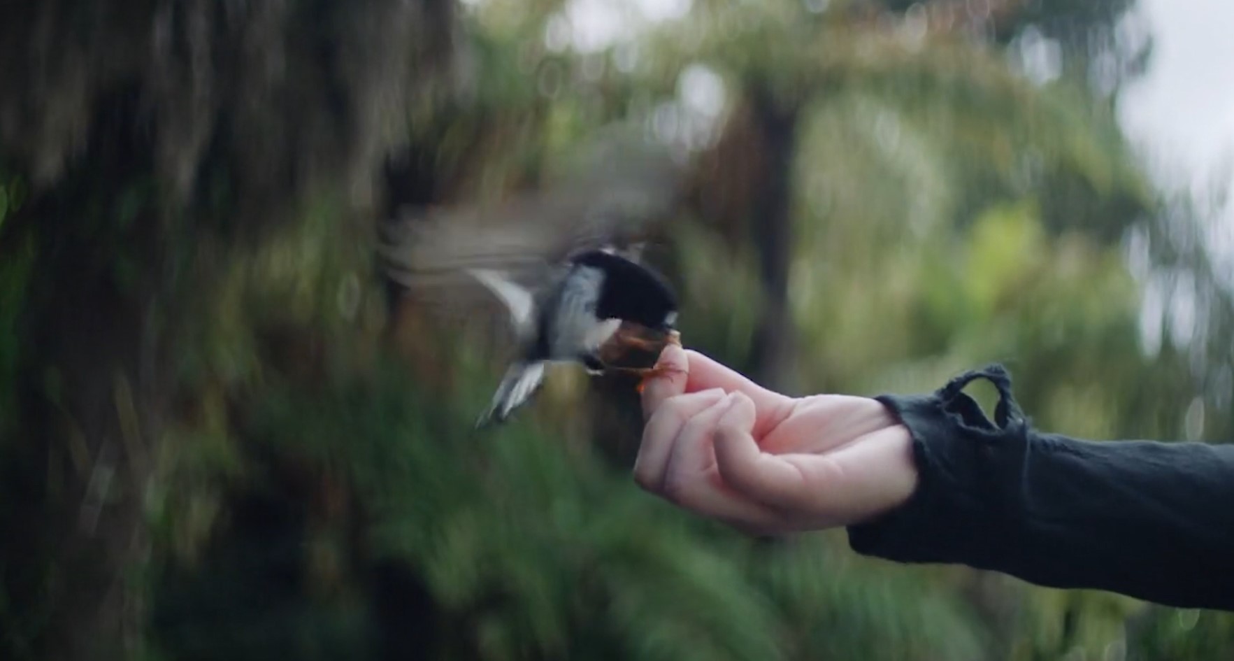 Eloise and bird